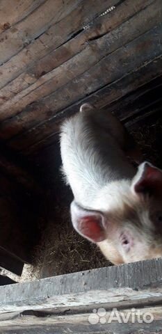 Продаются свиньи торг уместен 6-7 мес купить на Зозу.ру - фотография № 9