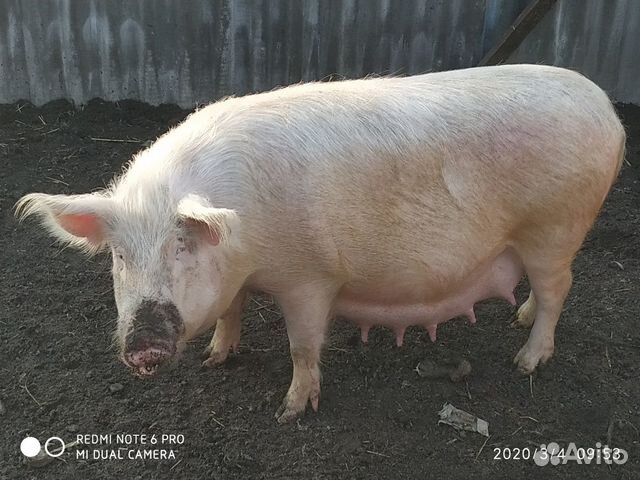 Поросята ландрас 3 месяца можно со свинкой купить на Зозу.ру - фотография № 2