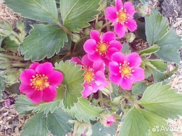 Ремонтантная Клубника Розовая панда (Pink Panda)