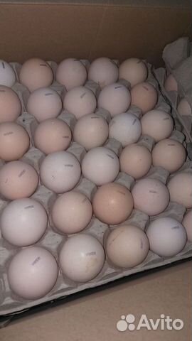 Инкубационное яйцо с/х птицы купить на Зозу.ру - фотография № 4