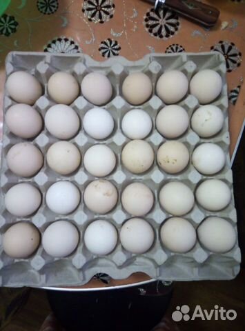 Инкубационное яйцо Адлер серебристый купить на Зозу.ру - фотография № 1