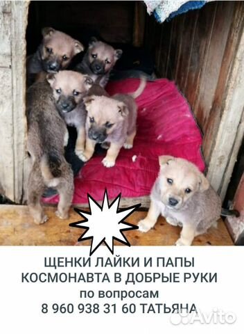 Отдадим щенят в добрые руки купить на Зозу.ру - фотография № 1