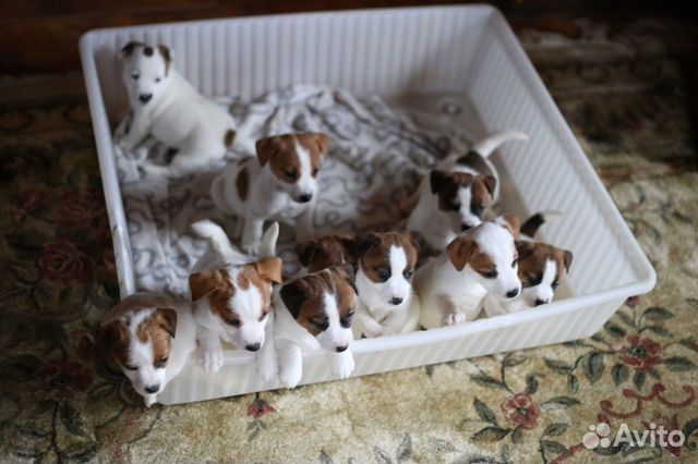 Джек рассел терьер