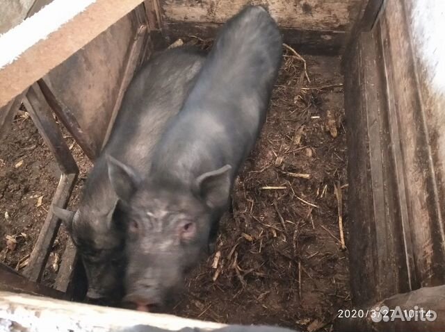 Вьетнамские свиньи купить на Зозу.ру - фотография № 2