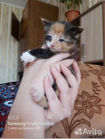 Кошка купить на Зозу.ру - фотография № 1