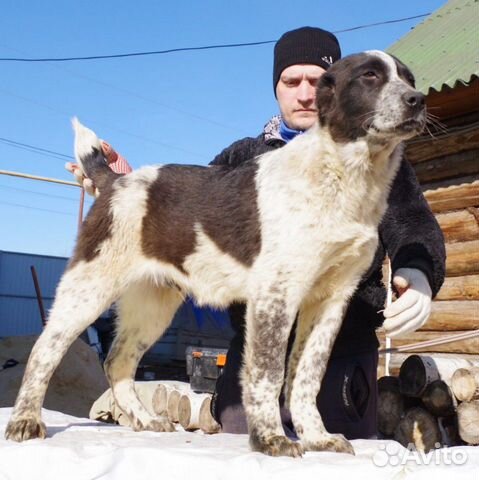 Среднеазиатская овчарка купить на Зозу.ру - фотография № 1