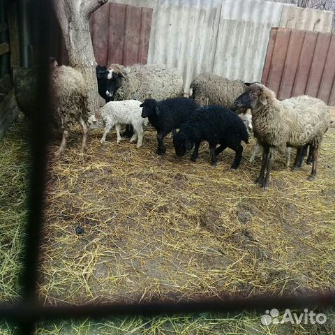 Овцематки с ягнятами купить на Зозу.ру - фотография № 1