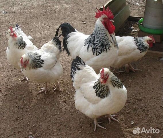 Цыплята мясо яичной породы купить на Зозу.ру - фотография № 2