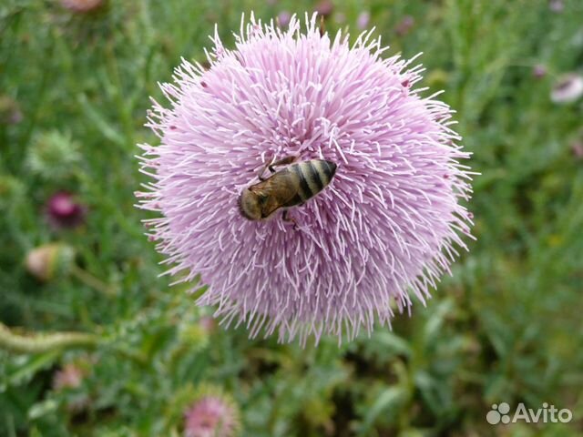 Пчелы пчелосемьи купить на Зозу.ру - фотография № 3