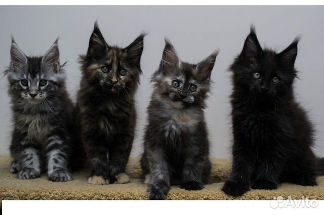 Мейнкун котята -вязка мейнкун