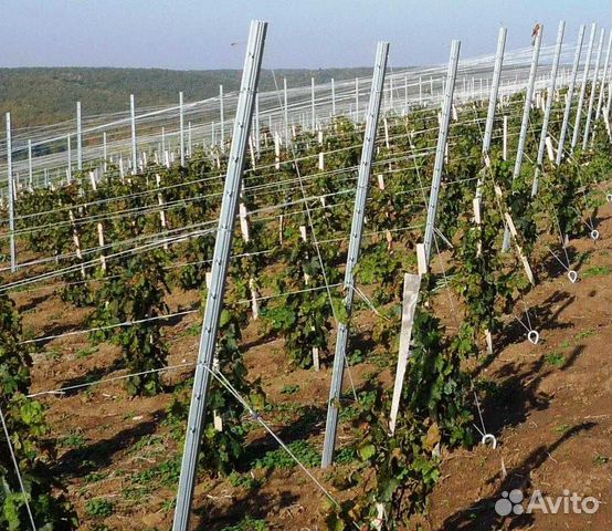 Тепличная нить