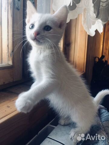 Белый Котёнок Белый Котёнок