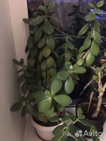 Толстянка Денежное дерево