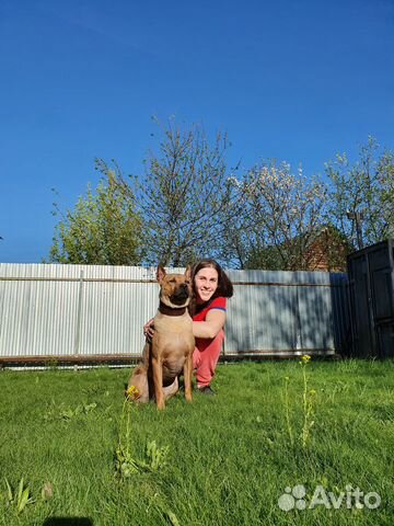 Кинолог. Коррекция поведения и дрессировка собак