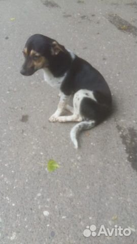Собачка Собачка