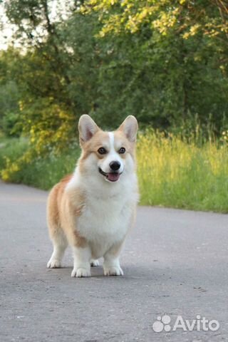 Кобель вельш корги пемброк для вязки