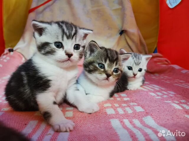 Британские котята Британские котята