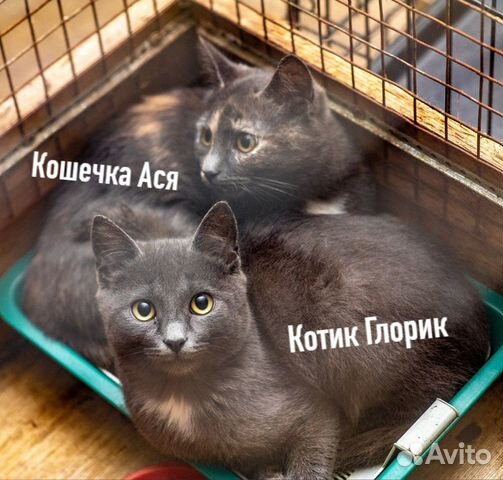 Котята-подростки, метисы нибелунга ищут дом