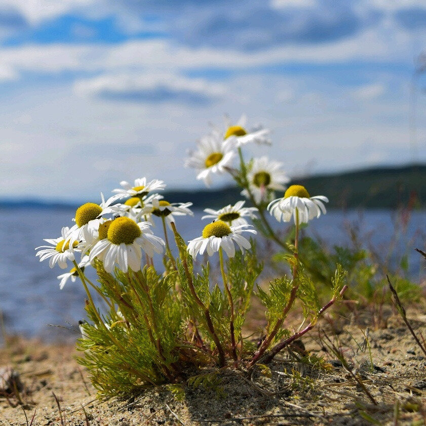 Весна в мурманске фото