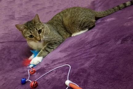 Очень ласковая и умная кошка Даффи ищет дом