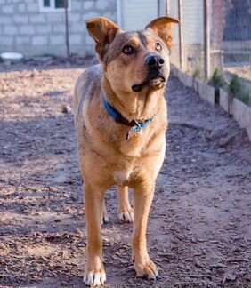 Собака в добрые руки