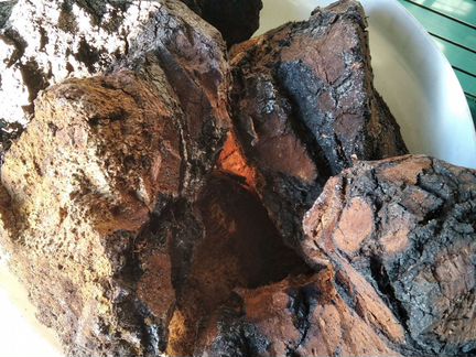 Березовый гриб чага