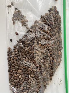 Семена хвойных деревьев