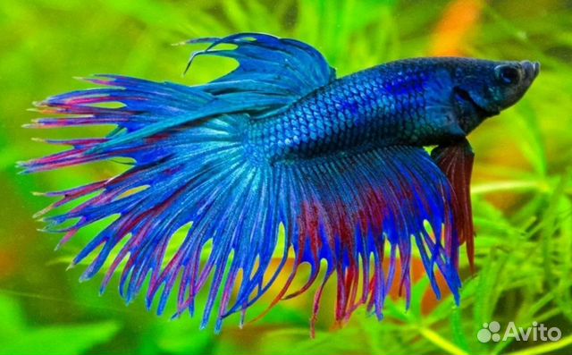 Аквариумные рыбки