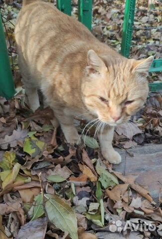 Рыжий несчастный котик брошен в лесу