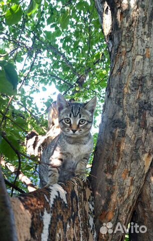 Полосатая кошка домашняя короткошёрстная (котёнок)