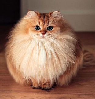 Передержка кошек, кроликов, попугаев