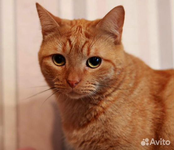 Пушистик в сапогах