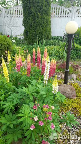 Семена многолетников