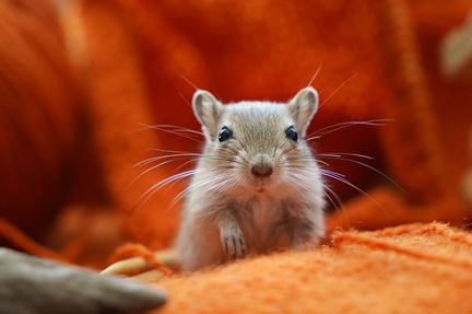 Монгольские мышки-песчанки