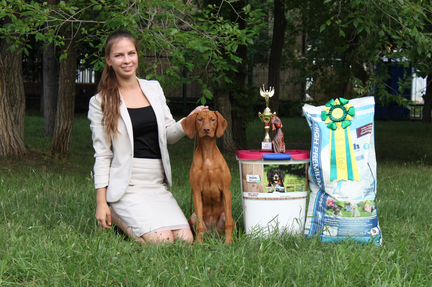 Венгерская (короткошёрстная легавая) выжла, щенки