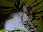 Кот породы бенгальский окрас минк объявление продам