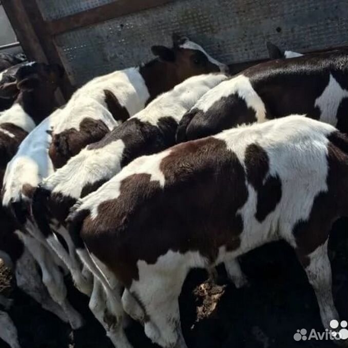 Ремонтный молодняк. Бычки и телята лимузин в продаже. Бычки казахские белоголовые. Сельскохозяйственные животные в кбр. Калмыкские бычки на откорме.
