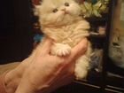 Котята американского керла.и персидские котята объявление продам