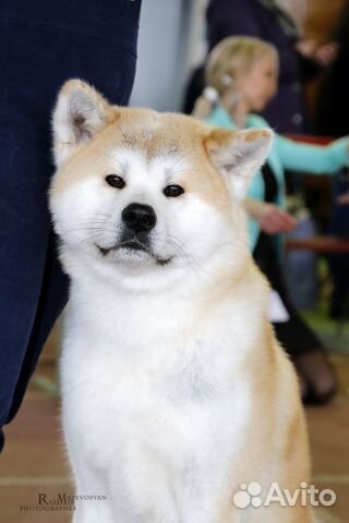 Кобель для вязки