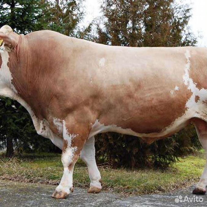 Телята породы симментал. Бычки симменталы. Бык симментальской мясной породы. Симментал бычки. Симментал зотли моллар.