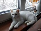 Котенок турецкой ангоры ищет хозяина объявление продам