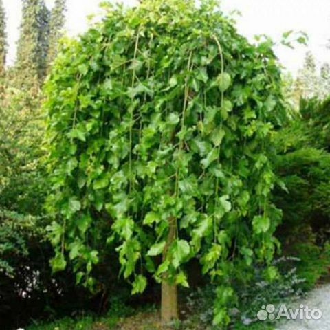 Саженцы плакучей шелковицы