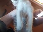 Красавец-котик в добрые,заботливые руки объявление продам