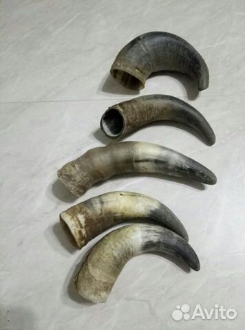 Рога коровы