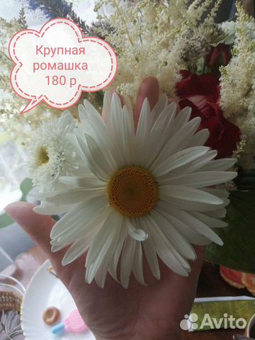 Многолетники