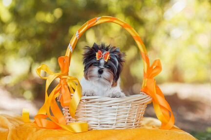 Щенки Бивер и цветного йорка