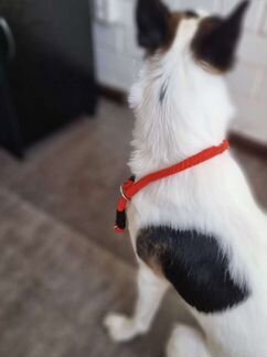 Аксессуары для собак