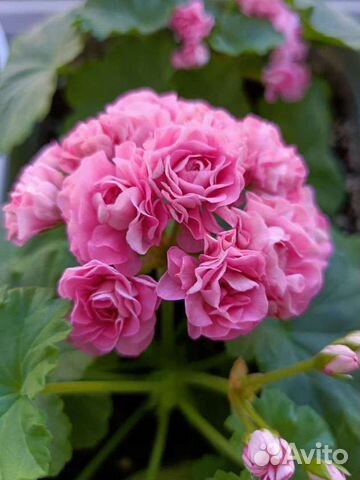 Розебудная и Тюльпановидная Пеларгония (Герань)