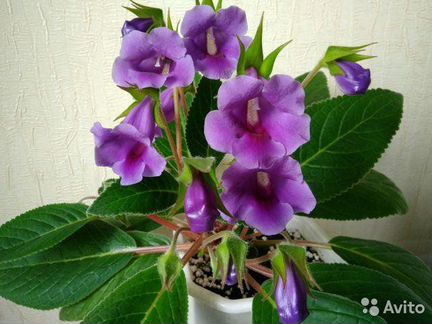 Листья глоксинии тидея фиол,красная,розоввя