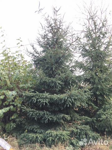 Продам Ели высота 6-7 метров